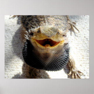 Poster Dragão de Barba Oriental - Pogona barbata