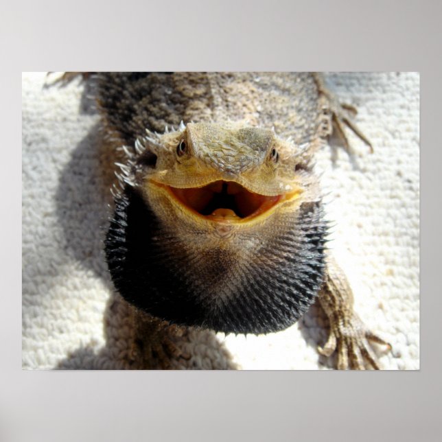 Poster Dragão de Barba Oriental - Pogona barbata (Frente)