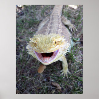 Poster Dragão de Barba Super Feliz