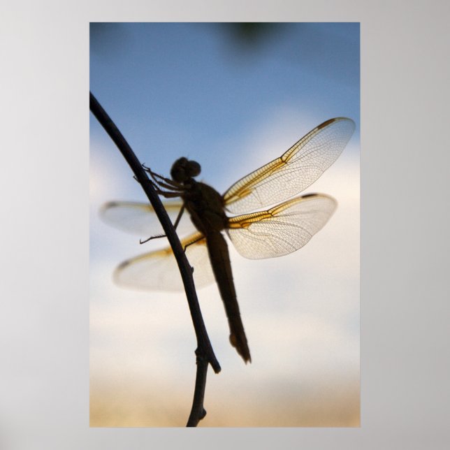 Póster Dragão Em Descanso (Frente)