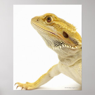 Poster Dragão farpado (Pogona Vitticeps)