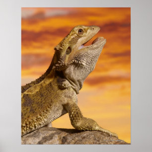 Póster Dragão farpado (Pogona Vitticeps) na rocha,