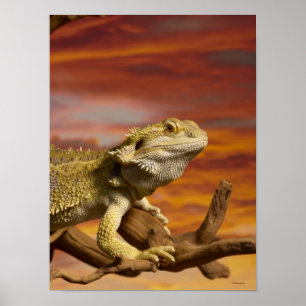 Póster Dragão farpado (Pogona Vitticeps) no ramo,