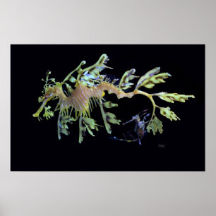 Poster Dragão frondoso do mar & Seadragon Weedy