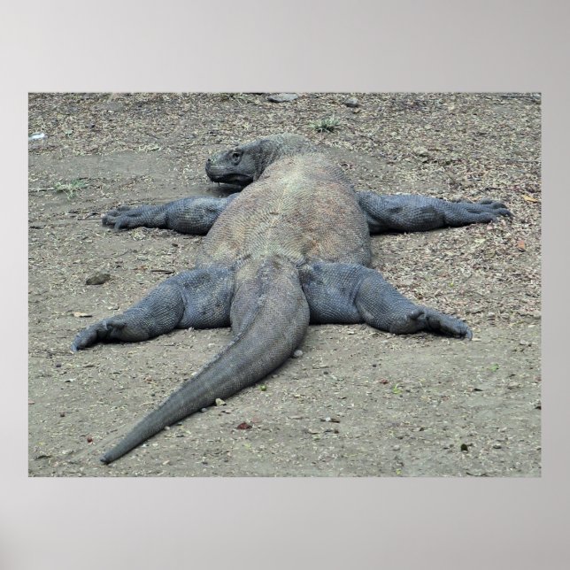 Poster Dragão-sol (Frente)