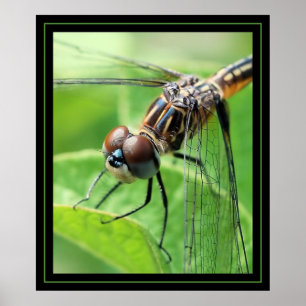 Póster Dragon