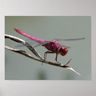 Poster Dragon Fly