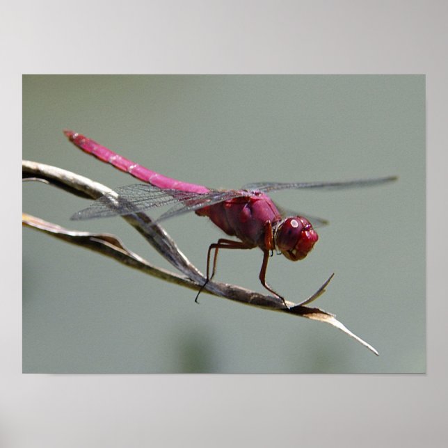 Poster Dragon Fly (Frente)