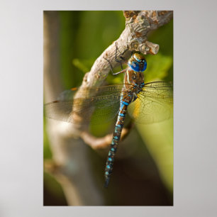 Poster Dragon Fly