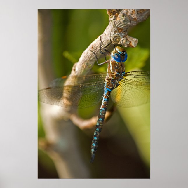 Poster Dragon Fly (Frente)