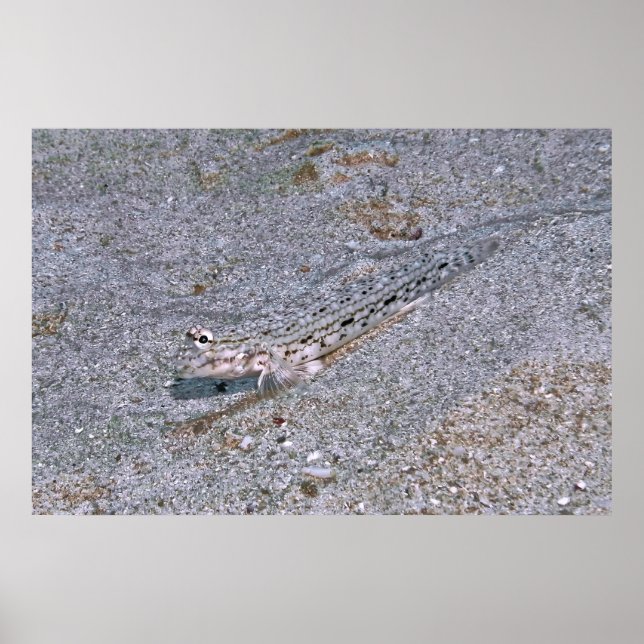 Poster Dragonete Oculto (Frente)