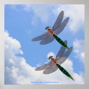 Póster Dragonflies Blue Sky Fluffy Nuvens Natureza Impres
