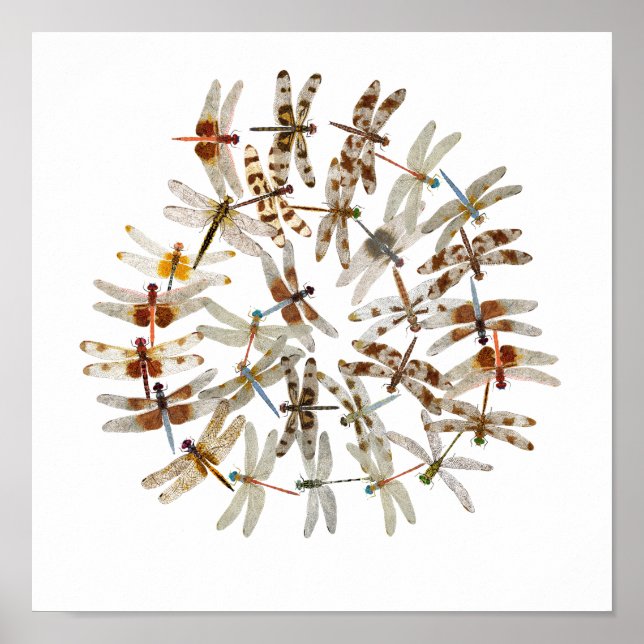 Póster Dragonflies sincronizados (Frente)