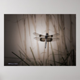 Poster Dragonfly