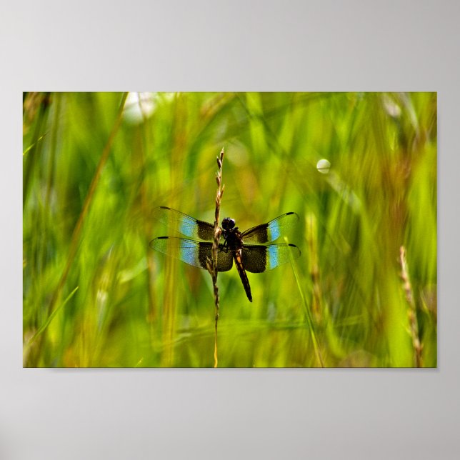 Poster Dragonfly (Frente)