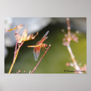 Póster Dragonfly