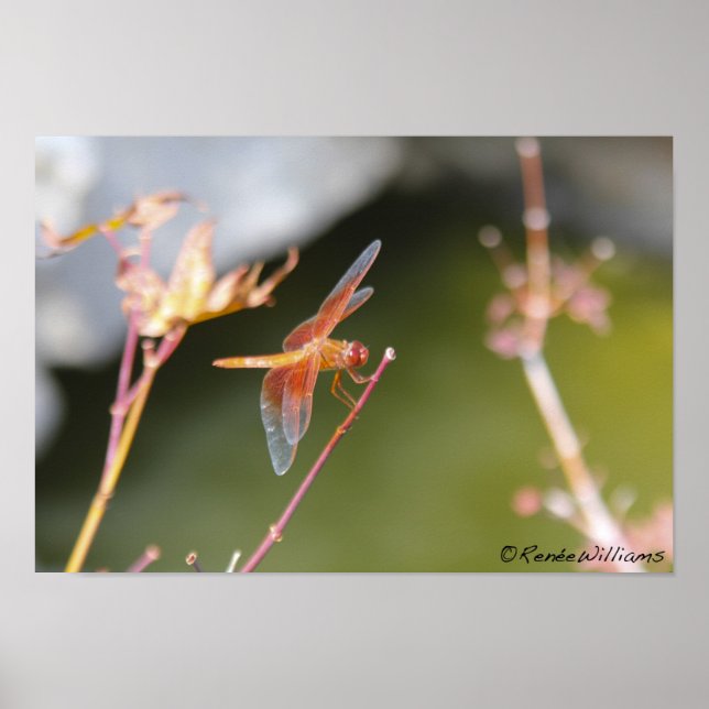 Póster Dragonfly (Frente)