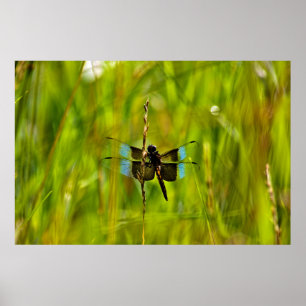 Poster Dragonfly