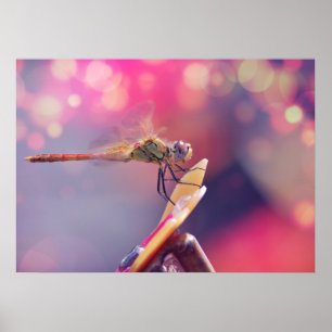 Poster Dragonfly