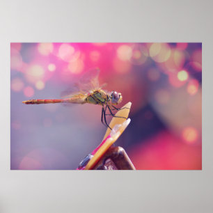 Poster Dragonfly