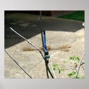 Poster Dragonfly