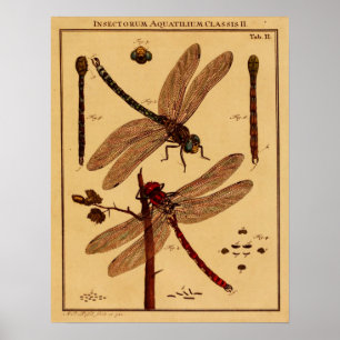 Poster Dragonfly