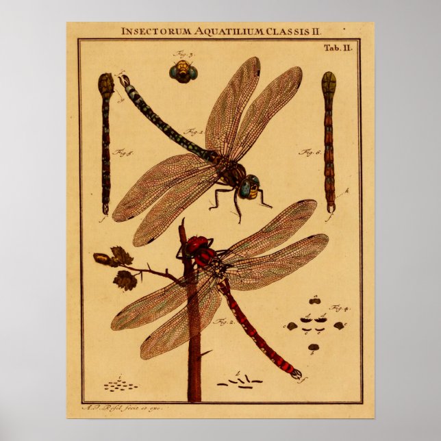 Poster Dragonfly (Frente)