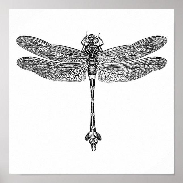 Póster Dragonfly (Frente)