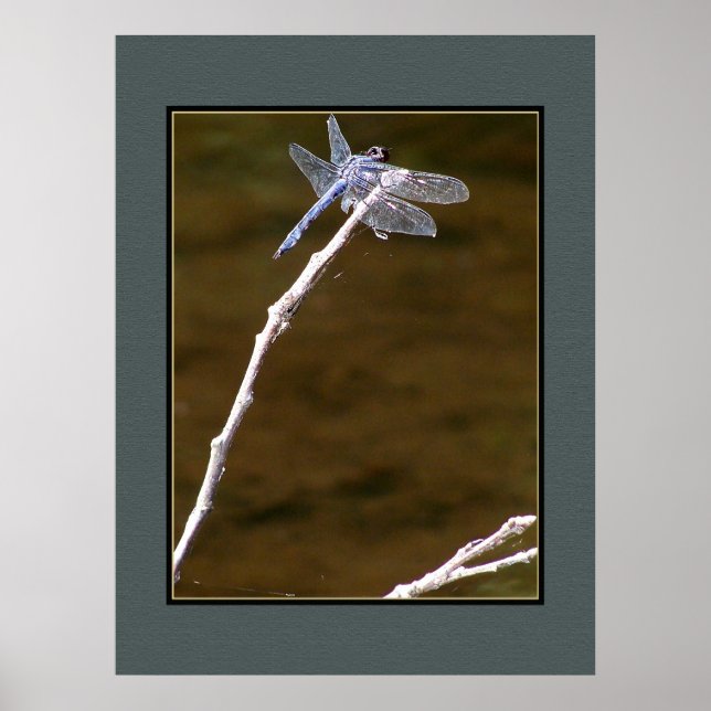 Póster Dragonfly (Frente)
