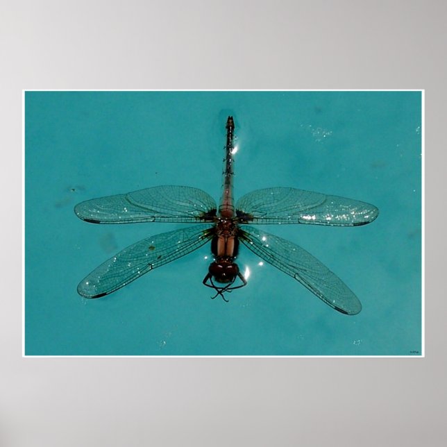Poster Dragonfly Ainda Life 1 (Frente)
