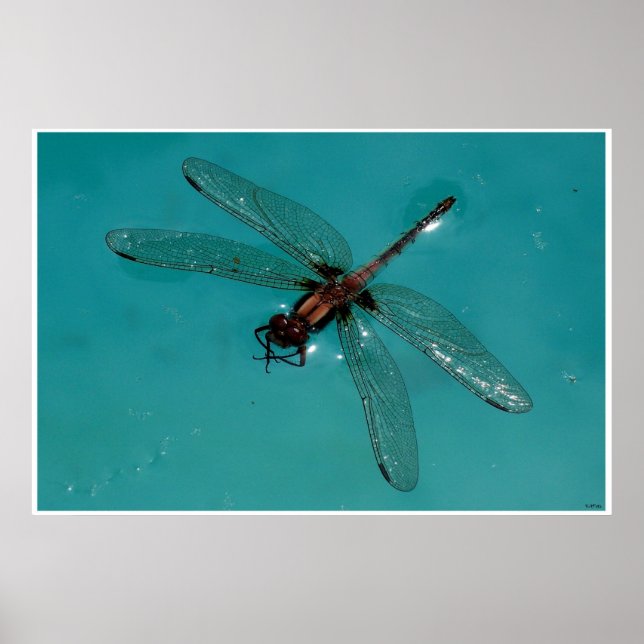 Poster Dragonfly Ainda Life 2 (Frente)
