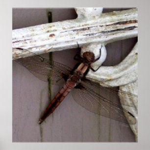 Póster Dragonfly Art