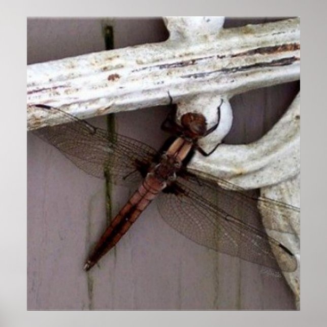 Póster Dragonfly Art (Frente)