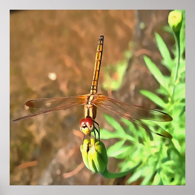 Póster Dragonfly Artística Descendo Na Cabeça Da Flor (Frente)