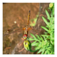 Dragonfly Artística Descendo Na Cabeça Da Flor