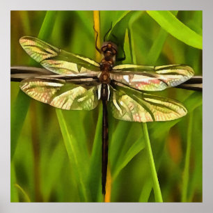 Póster Dragonfly Artística Em Castanho E Amarelo Em Verde