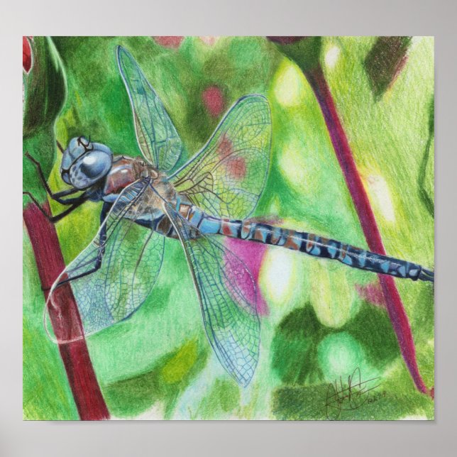 Poster Dragonfly Azul (Frente)