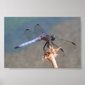 Poster Dragonfly Azul
