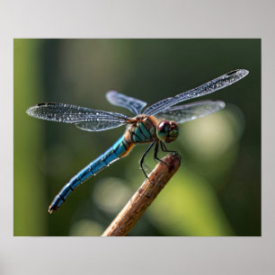 Poster Dragonfly Azul
