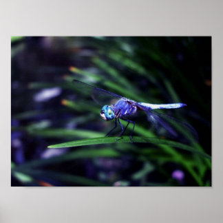 Póster Dragonfly Azul