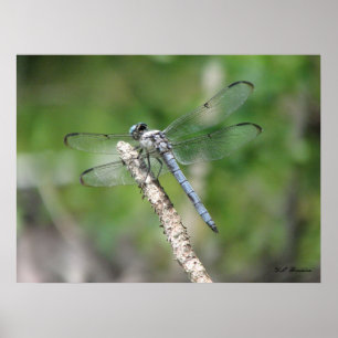 Poster Dragonfly Azul em Perch