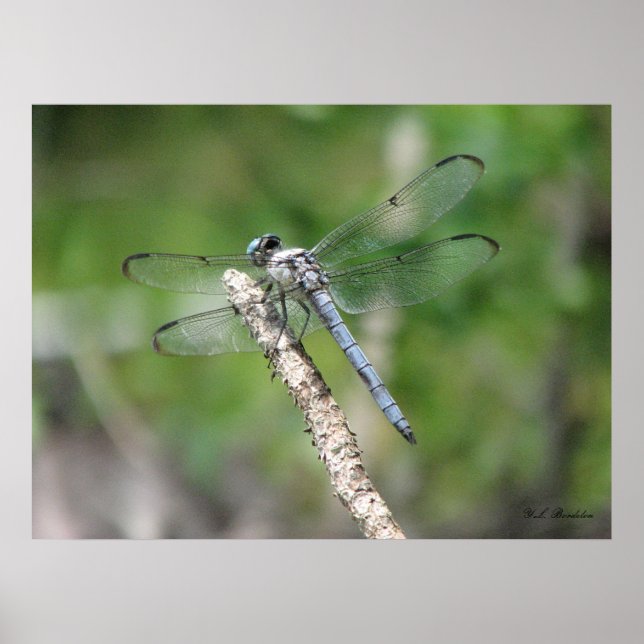 Poster Dragonfly Azul em Perch (Frente)