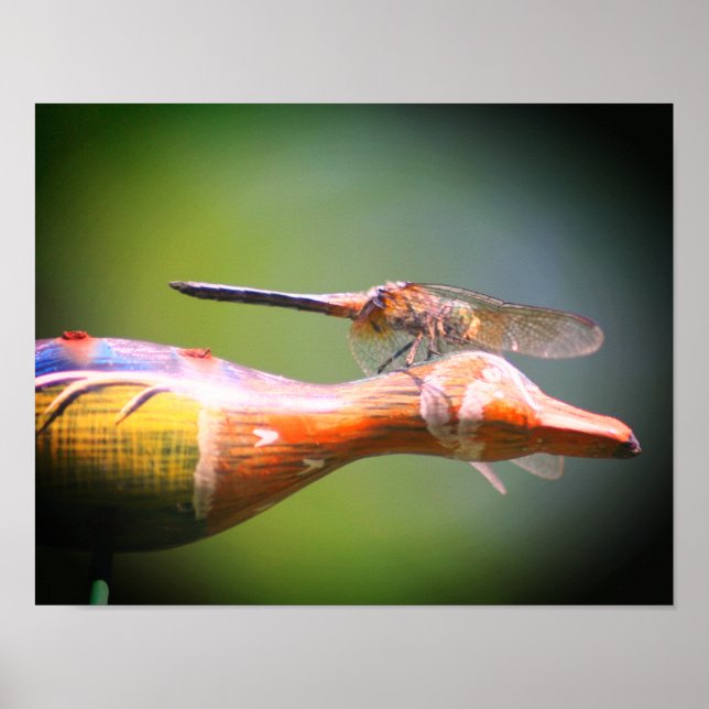 Poster Dragonfly Co Pilot Insect (Frente)