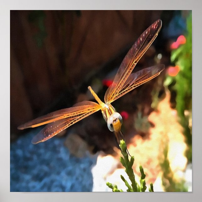 Poster Dragonfly Com Asas Iluminadas Por Sol (Frente)