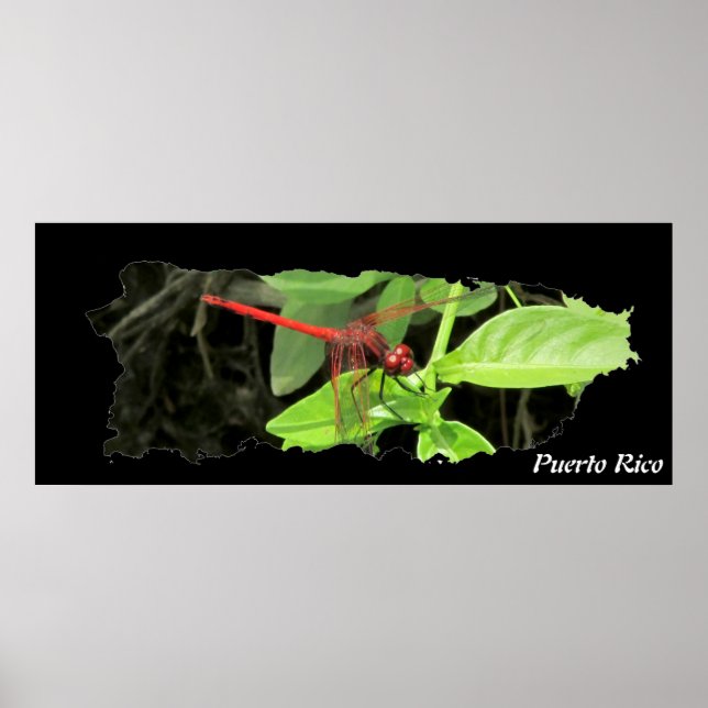 Poster Dragonfly de Mapa de Porto Rico (Frente)