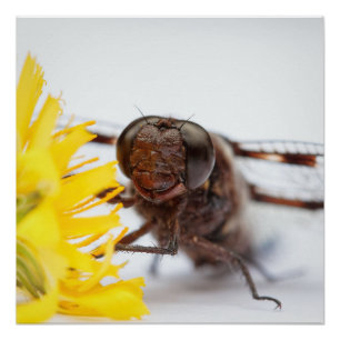 Póster Dragonfly Face e Flor Dandelion Amarelo