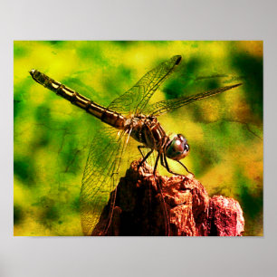 Poster Dragonfly Fecha a natureza Arte alterada
