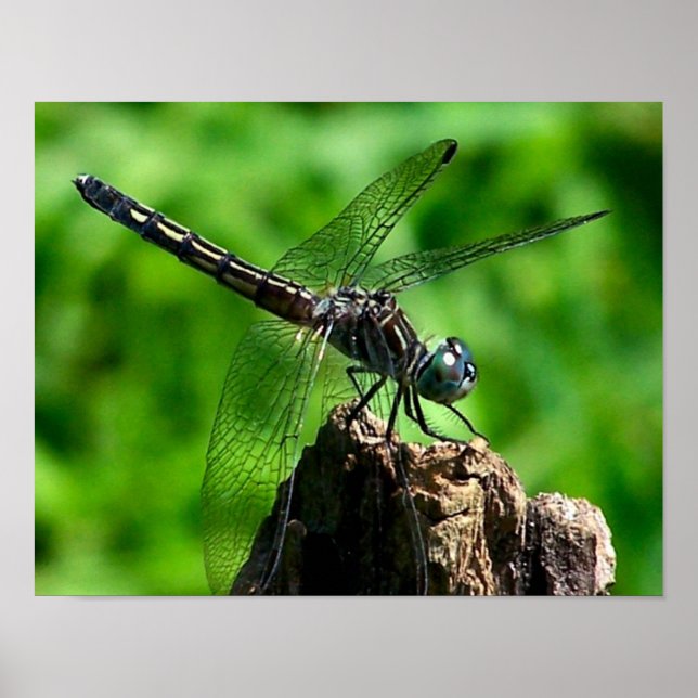 Poster Dragonfly Feche a Natureza (Frente)