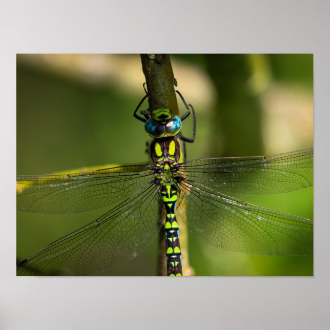 Poster Dragonfly Hawker Vibrante Fechar - Foto de Vida Se (Frente)