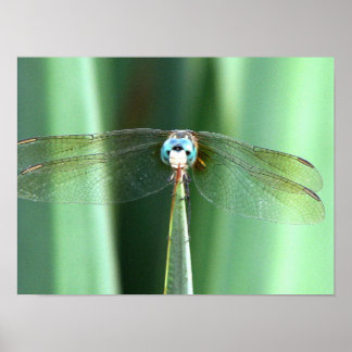 Poster Dragonfly Hello
